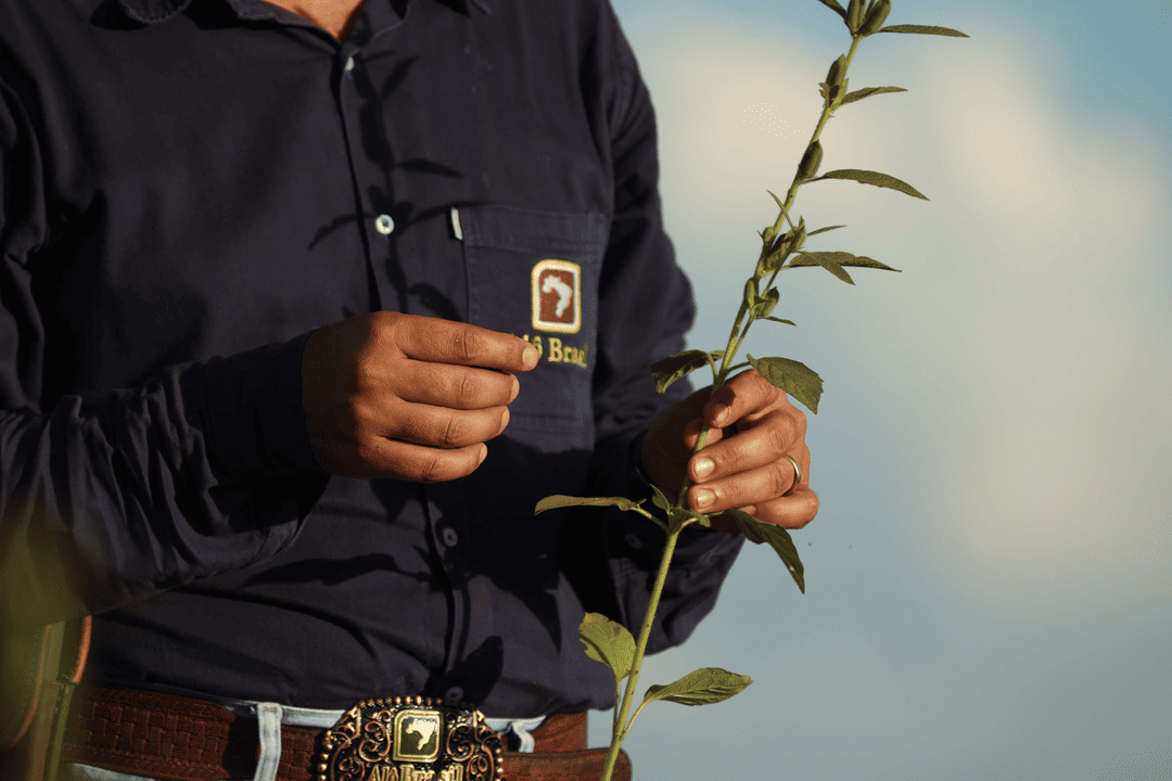 Agricultura