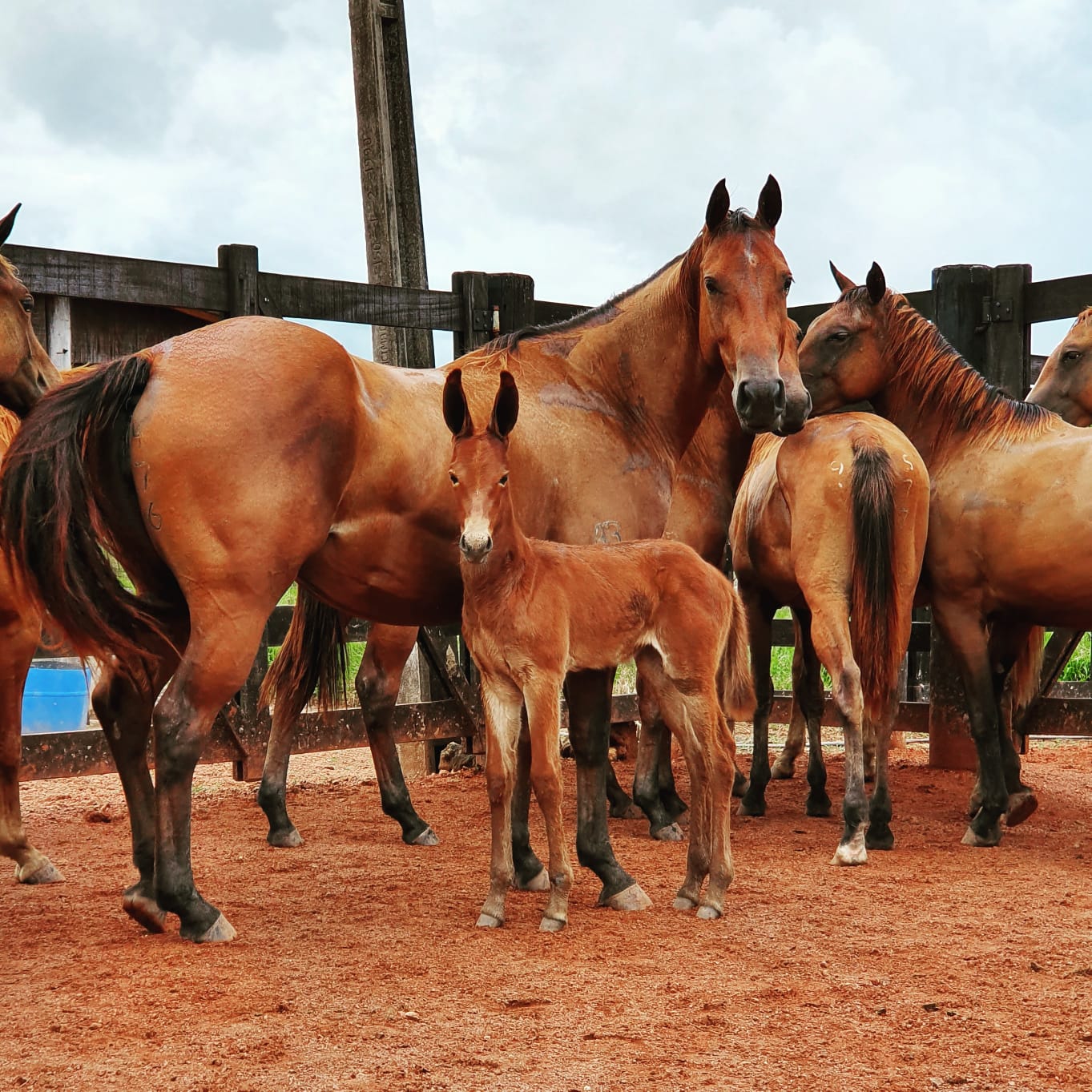Cavalos no campo