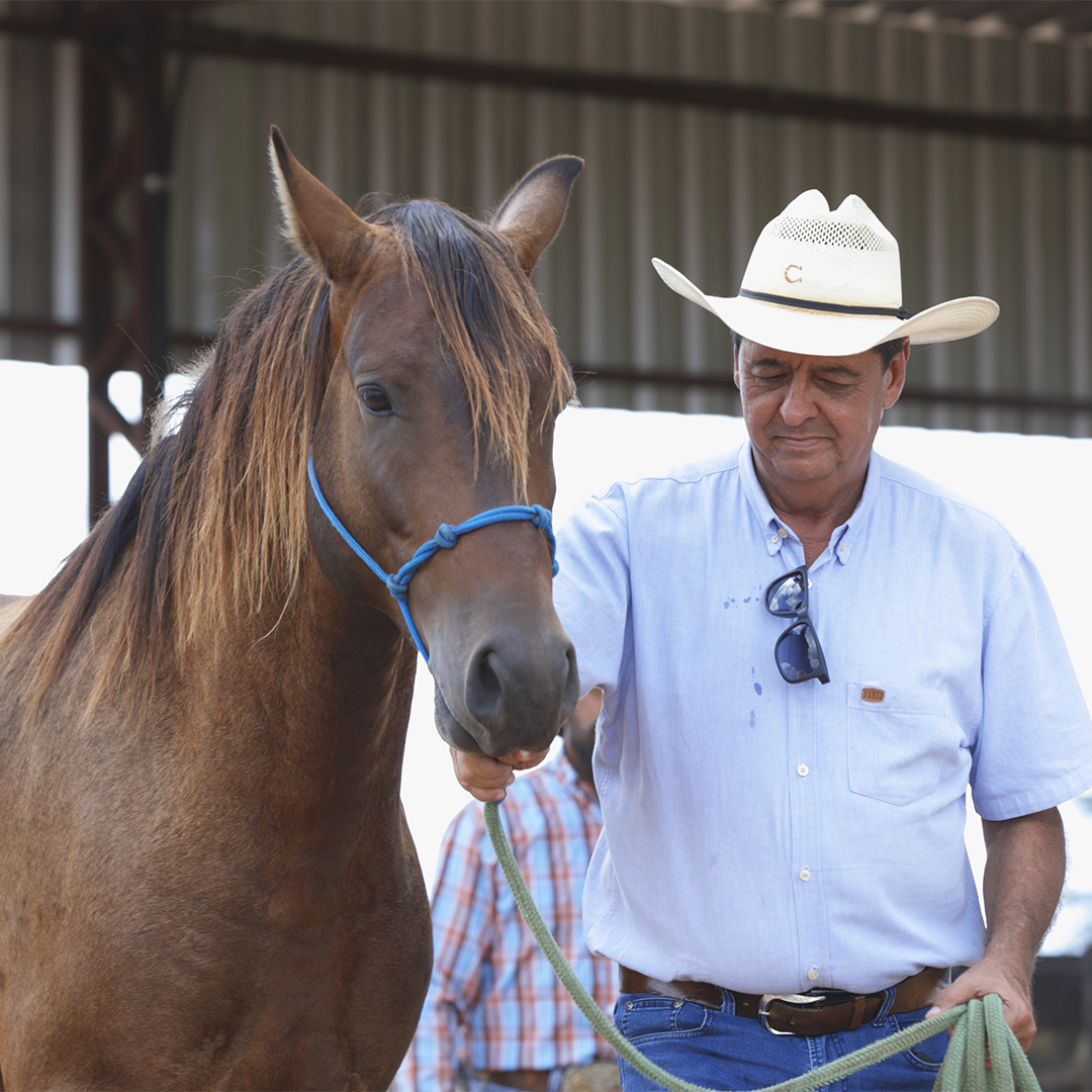 Cavalo Quarto de Milha