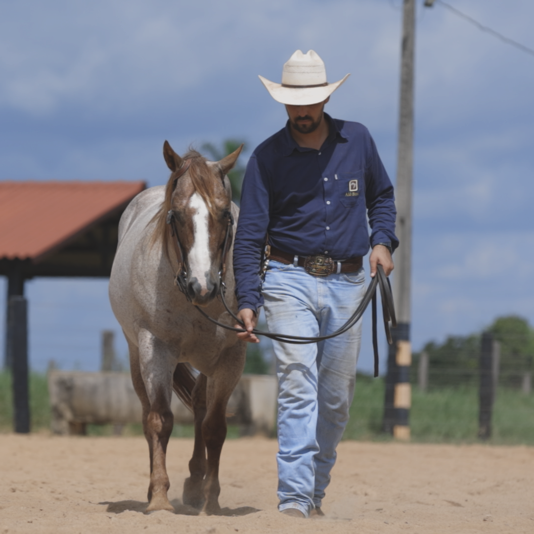 Competição de cavalo